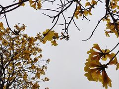 -洲头咀公园