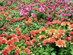 -菊花台公园
