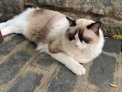 -喵屿·大理花园猫咖