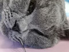 -佳雯宠物医院(四明中路分院)