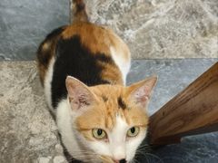 -晓马鸭店(新芜路店)