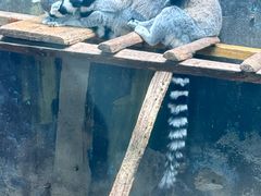 -青藏高原野生动物园