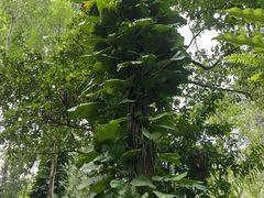-中国科学院西双版纳热带植物园