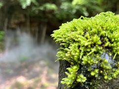 -五女峰国家森林公园