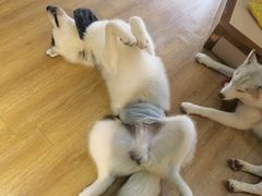 -Husky Go! 哈士奇体验馆·宠物咖啡厅狗咖