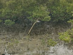 -北海金海湾红树林生态旅游区