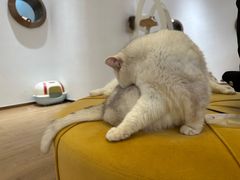 -1013 PET SHOP精品宠物商店(丁香店)