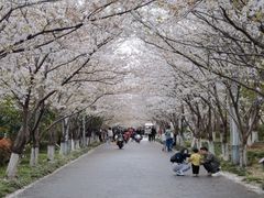 -高东镇樱花园