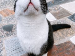 -喵屿·大理花园猫咖