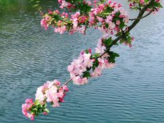 -海棠花溪(元大都城垣遗址公园)