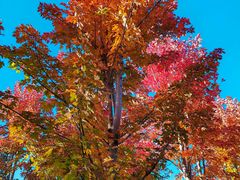 -长白岛森林公园