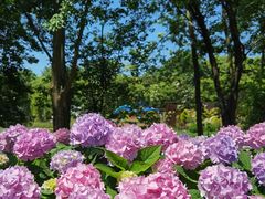 -上海共青森林公园