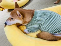 -逗柴咖啡屋·狗咖猫咖宠物桌游