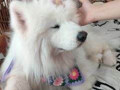 -星多哈·狗咖·拼豆·咖啡