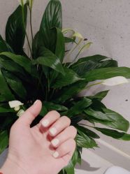 -OAE日式皮肤管理お肌の