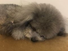 -BABYDOG宝贝狗宠物乐园(欧洲城店)