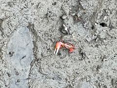 -北海金海湾红树林生态旅游区