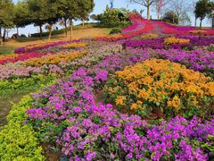 -东莞植物园