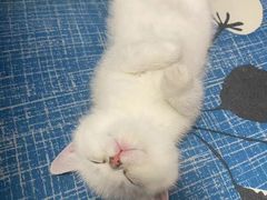 -猫大福·Fortune Cat猫舍(百子湾店)
