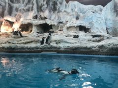 -帝企鹅自助餐厅•儿童岛•真企鹅(长隆企鹅酒店)