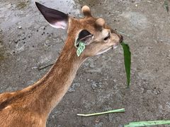 -鹿境梅花鹿生态园区