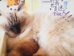 -猫的茶·猫咖