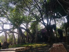 -瑞丽独树成林风景区