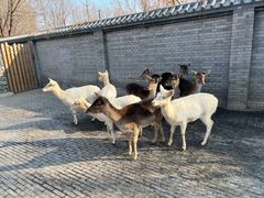 -北京野生动物园