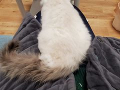 -卡漫莫尼蛋糕(私人定制店)