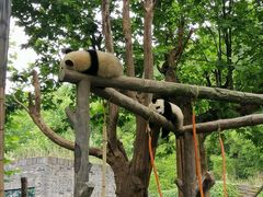 -都江堰中华大熊猫苑