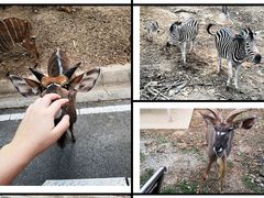 -清迈夜间动物园