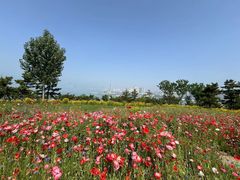 -小麦岛公园