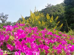 -火炉山森林公园