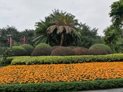 -金花茶公园