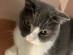 -猫儿山۰猫主题餐厅