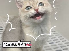 -lincat·猫舍(广州店)