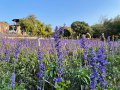 -松山湖梦幻百花洲