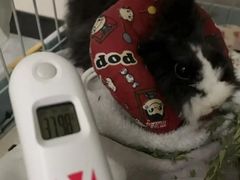 -东莞宠友24H宠物中心医院·转诊夜诊·异宠(新河北路院)