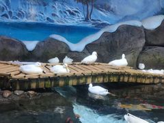 -海合安青岛极地海洋公园