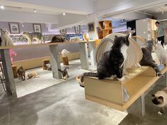 -more than meow吴止猫主题餐厅(承德 中船汇店)