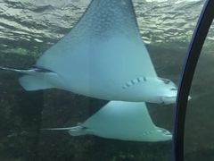 -悉尼海洋生物水族馆
