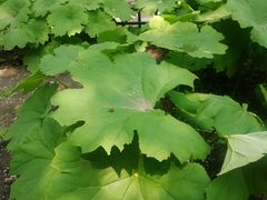 -黑龙江省森林植物园