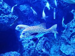 -成都浩海立方海洋公园