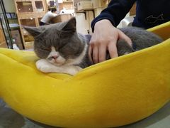 -滚猫咖啡·猫咖·猫友好撸猫(未来城店)