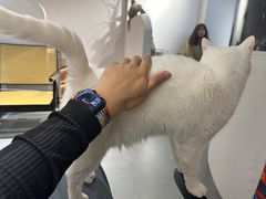 -琪喵猫屋·撸猫猫咖·猫舍