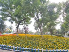 -铁山坪森林公园