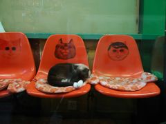 -猫咪博物馆(顶澳仔猫街店)