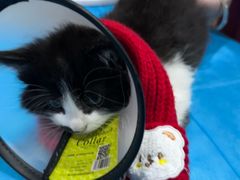 -艾贝尔宠物医院·24H转诊中心·肿瘤猫专科(江宁双龙店)