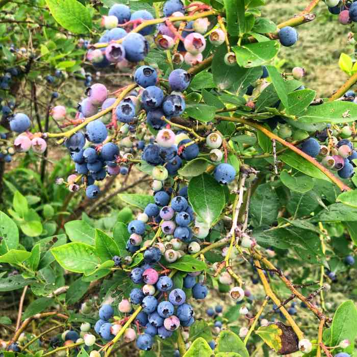 名夫果园生态农庄-"解锁99团建新地点以往吃饭唱歌着实太无.