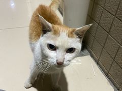 -创凡宠物医院·骨专科  猫科中心(西乡分院)